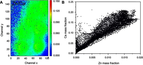 Figure 13 Zn-cHA microspheres implanted in rat calvaria implanted for 6 months (region 1): (A) Ca/Zn ratio and (B) Ca and Zn mass fraction distribution.Abbreviation: Zn-cHA, Zn-doped carbonated hydroxyapatite.