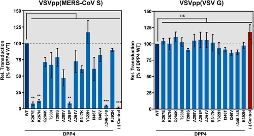Figure 4. Identification of polymorphic amino acid residues in DPP4 that do not support efficient MERS-CoV S-driven host cell entry. (A) To investigate whether mutant DPP4 support host cell entry driven by MERS-CoV S, we produced vesicular stomatitis virus pseudotype particles (VSVpp) harboring MERS-CoV S (left) or VSV G (control, right). VSVpp were further inoculated on BHK-21 cells expressing wildtype (WT) or mutant DPP4, or cells that were transfected with empty expression vector. At 16 h posttransduction, transduction efficiency was analyzed by measuring the activity of virus-encoded firefly luciferase. Shown are the combined data from three independent experiments (each performed in quadruplicates) for which transduction efficiency of cells expressing DPP4 WT was set as 100%. Error bars indicate the SEM. Statistical significance of differences in transduction efficiency of cells expressing WT or mutant DPP4 was analyzed by one-way analysis of variance with Dunnett’s posttest (p > 0.05, not significant [ns]; p ≤ 0.05, *; p ≤ 0.01, **; p ≤ 0.001, ***).