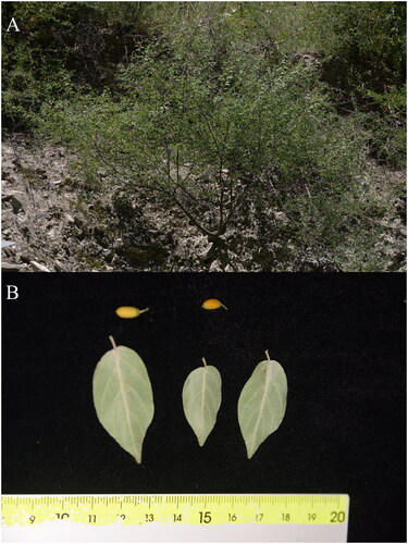Figure 1. The species reference photographs of R. wilsonii. (A) The habitats of R. wilsonii; (B) the leaves and seeds of R. wilsonii. The photographs were taken by Gaini Wang from Danba, Sichuan Province, China (30°38′02″ N, 102°03′48″ E). Main identifying features: shrubs or small tree, petiole 3-7mm. The leaves are glabrous on both surfaces with 3–5 lateral veins on each side. Drupe is nearly cylindrical, 6-8mm in length, with a pedicel of 3–4mm.