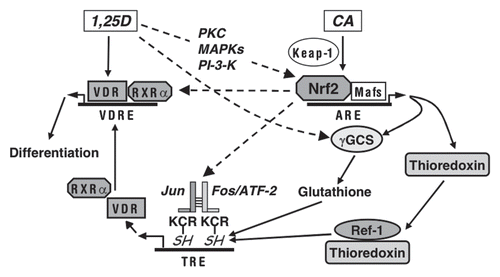 Figure 9 Suggested modes of the involvement of Nrf2/ARE in the regulation of AML cell differentiation. Plant antioxidants, e.g., CA activate Nrf2 by releasing it from the inhibitory partner, Keap-1. As a result, Nrf2 binds to ARE sequences and heterodimerizes with small Maf proteins leading to the induction of phase II enzymes and other redox regulators, e.g., γGCS, responsible for glutathione synthesis, and thioredoxin. 1,25D can further activate the Nrf2/ARE pathway, possibly by post-transcriptionally activating Nrf2 via phosphorylation by signaling protein kinases (PKC, MAPKs and/or PI-3-K). In addition, 1,25D can probably further enhance γGCS expression by Nrf2/ARE-independent mechanism. The resulting generation of reducing conditions can increase the activity of AP-1 by maintaining the cysteine residues (C in KCR) in their reduced (SH) form, which is required for DNA binding. Ref-1 is a redox regulator.Citation54 KCR is a tripeptide in the DNA binding region of both Jun and Fos. Our data indicate that Nrf2 can also positively regulate the expression AP-1 family proteins (cJun, cFos and ATF-2), further upregulating the AP-1 functional activity. Activated AP-1 can increase the expression of VDR and, perhaps, RXRα, resulting in the enhancement of the transcriptional activity of VDR/RXRα complex. A possibility exists that Nrf2 may also facilitate VDR and RXRα expression in an AP-1-inependent manner. Eventually, the enhancement of VDR function by 1,25D/CA is likely to increase the sensitivity of AML cells to the differentiation-inducing effects of lower concentrations of 1,25D.