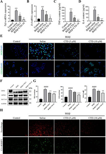 Figure 5 CTD suppresses IKKβ-induced inflammatory response in vitro. Quantitative analysis of mRNA expression of (A) TNF-α, and (B) IL-6 in each group, the contents of (C) TNF-α, and (D) IL-6 in the medium by ELISA assay, (E) immunofluorescence staining of iNOS and CD206 in each group from THP-1 cell, Scale bar: 50 μm, (F) the expression of ACSL4, GPX4 and SLC7A11 in each group, (G) ELISA detects the expression levels of lipid peroxidation markers MDA, GSH, and SOD in each group. (H) Representative pictures of Fe2+ and intracellular lipid peroxide in each group from THP-1 cells, Scale bar: 50 μm. ### P < 0.001, #### P < 0.0001, compared to the control group; *P < 0.05, **P < 0.01, ***P < 0.001, compared to the IKKβ+saline group, (n = 6 per group).