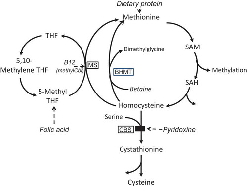 Figure 1. A simplified pathway of methionine metabolism and homocysteine remethylation.Treatment compounds are shown in italics (but note that betaine is also naturally synthesised from choline). Enzymes are enclosed in boxes. BHMT – betaine-homocysteine methyltransferase; methylCbl – methylcobalamin; CBS – cystathionine beta-synthase; MS – methionine synthase; SAH – S-adenosylhomocysteine; SAM – S-adenosylmethionine; THF – tetrahydrofolate.