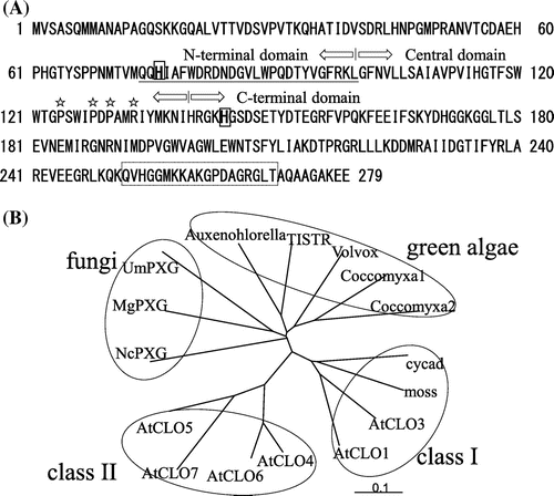 Fig. 2. Amino acid sequence and phylogenetic trees of caleosins.Notes: (A) Sequence of caleosin from C. vulgaris TISTR 8580. Boxed His76 and His144 are the putative histidines which are involved in the histidine-dependent peroxygenase activity. Underline shows the putative calcium-binding domain region. Amino acids boxed by broken lines indicate the unique insertion. Stars show the amino acids involved in putative proline-knot motif, and (B) Phylogenetic tree-A phylogenetic tree was constructed using an alignment of full-length protein sequences generated using ClustalW. Protein sequences are from TISTR (CvCLO), AtCLO1 (At4g26740), AtCLO3 (At2g33380), AtCLO4 (At1g70670), AtCLO5 (At1g23240), AtCLO6 (At1g70680), AtCLO7 (At1g23250), Auxenochlorella (AEB77763), moss (XP001765592), cycad (FJ455154), Coccomyxa1 (EIE19761.1), Coccomyxa2 (EIE19762.1), Volvox (XP_002958325.1), NcPXG (Neurospora crassa, Q7S2T2), MgPXG (Magnaporthe grisea, XP_365887), and UmPXG (Ustilago maydis, Q4PAW0).