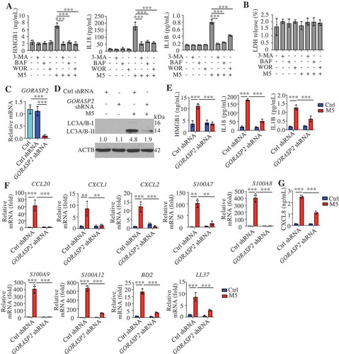 Figure 5. HMGB1, IL1B, and IL18 secretion are regulated by autophagy in psoriasiform keratinocytes dependent on GORASP2. (A and B) NHEK cells were pre-treated with or without 3-methyladenine (3-MA; 4 h, 10 mM), bafilomycin A1 (BAF; 4 h, 200 nM) or wortmannin (WOR; 4 h, 100 nM), and stimulated with or without M5 for 48 h, n = 3/group. (A) ELISA assessed the levels of HMGB1, IL18 and IL1B in the culture medium. (B) The LDH release assay determined cytotoxicity. (C) qRT-PCR analysis of the GORASP2 knockdown levels in HaCaT cells after transfection with GORASP2 shRNA or vector control, n = 3/group. (D-G) Ctrl shRNA KCs and GORASP2 shRNA KCs were stimulated with or without M5 for 24 h or 48 h, n = 3/group. (D) Representative LC3A/B-II immunoblots for KCs after treatment with M5 for 48 h, ACTB was used as a loading control. (E) Analysis of HMGB1, IL18 and IL1B levels in the culture medium by ELISA at 48 h. (F) The RNA levels of chemokines and antimicrobial peptides were assessed by qRT-PCR at 24 h. (G) Analysis of CXCL8 levels in the culture medium by ELISA at 48 h. Mean ± SD. *P < 0.05; **P < 0.01; ***P < 0.001. One-way ANOVA (A-C, E-G). All the data are representative of three independent experiments