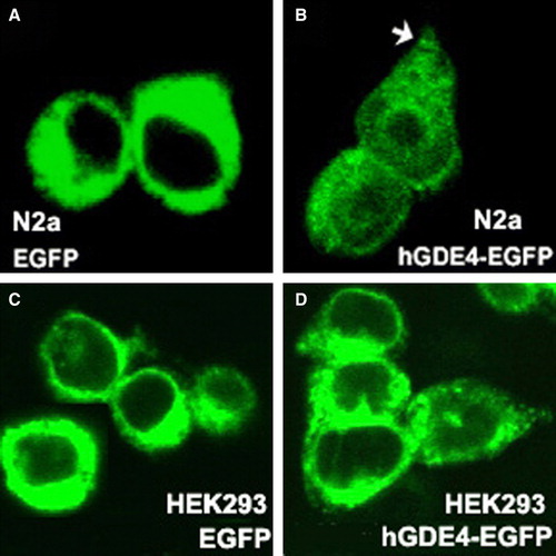 Figure 6.  Distribution of EGFP-tagged hGDE4 protein in N2a and HEK293 cells. N2a and HEK293 cells were transfected with pEGFP-N3 (A, C), phGDE4-EGFP (B, D) and visualized by confocal microscopy as described in Materials and methods section. hGDE4-EGFP accumulated at the perinuclear region and the cell periphery in both cells and growth cones (arrows) in Neuro2A cells. This Figure is reproduced in colour in Molecular Membrane Biology online.