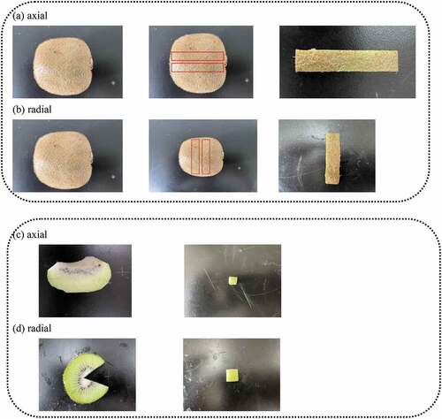 Figure 1. Sample preparation of kiwifruit peel and flesh in the axial and radial direction.