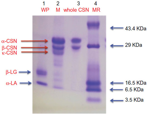 Figure 1 SDS-PAGE of isolated CSN and WP.