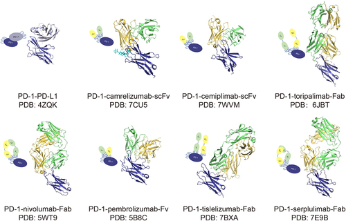 Figure 2. Presentation of structures of PD-1-PD-L1 complex and PD-1-antibody complexes.