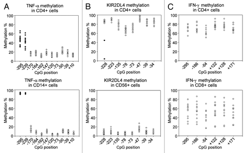 Figure 4. DNA methylation of TNF-α, KIR2DL4, and IFN-γ promoters in adult blood. (A) In the TNF-α promoter, the high methylation variability of CpGs -245 and -239 (filled circles) in PBMCs is present in all subpopulations (CD4+, CD8+, CD19+ and CD56+ cells) except CD14+ cells, which are the main producers of TNF-α. CD4+ cells are shown as an example of a subpopulation with high methylation variability. (B) In the KIR2DL4 promoter, the outlier methylation values of CpG -228 (filled circles) in PBMCs are present in all subpopulations (CD4+, CD8+, CD14+ and CD19+ cells) except CD56+ cells, which are the main expressers of KIR2DL4. CD4+ cells are shown as an example of a subpopulation with high methylation variability. (C) In the IFN-γ promoter, CD8+ cells present a substantially higher interindividual variability than all other cell types, including CD4+ cells which are the main producers of IFN-γ.