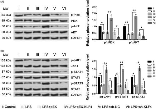 Figure 8. LPS-induced inhibition of the PI3K/AKT and JAK/STAT signaling pathways was further inhibited by KLF4 knockdown but was reversed by KLF4 overexpression. Expression of key kinases involved in the PI3K/AKT (A) and JAK/STAT (B) signaling pathways was assessed by Western blot analysis. MW: molecular weight.