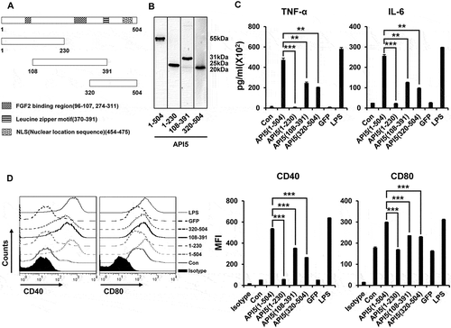 Figure 7. The effect of various API5 protein fragments on inducing DC activation and maturation. (A) Fragments of API5 protein were constructed (API5 full [aa1-504], API5 forward [aa1-230], API5 middle [aa108-391] and API5 end [aa320-504]). (B) Various API5 protein fragments were purified using E.coli system and confirmed using western blot analysis. (C) DCs were treated with various API5 protein fragments and assessed for secretion of TNF-α and IL-6 cytokine levels using ELISA. (D) Expression of maturation marker (CD40 and CD80) by various API5 fragment treated DCs were measured using flow cytometry. Data are presented as mean ± SD (** = p ≤ 0.01, *** = p ≤ 0.001).