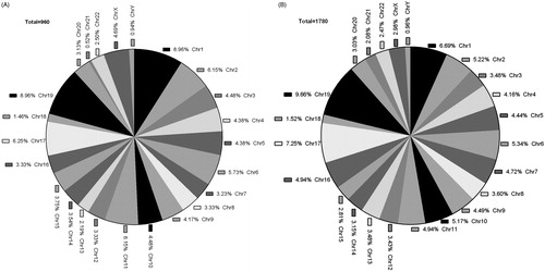 Figure 4. Pie charts showing the chromosomal location of the upregulated genes in uremia patients that compared to normal controls. (A) Pie charts showing the chromosomal location of the 960 genes that are upregulated in Gene Promoter (clockwise from chromosome 1 to X and Y sex chromosomes). The percentage of genes upregulated on the chromosome 1 and 19 is 8.96%. (B) Pie charts showing the chromosomal location of the 1780 genes that are upregulated in CpG Islands (clockwise from chromosome 1 to X and Y sex chromosomes). The percentage of genes upregulated on the 19 chromosome is 9.66%.
