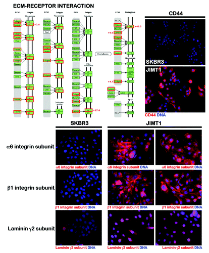 Figure 1. Trastuzumab-refractory JIMT1 cells are enriched with stem cell markers.