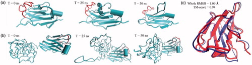 Figure 1. Snapshots before and after energy minimizations step runs for (a) nanobody and (b) PASylated nanobody. As depicted, no steric hindrance was observed for CDR3 region (red colour) in both proteins. (c) Superimposition of nanobody fragment revealed just a small spatial distortion in the three-dimensional structure of nanobody.