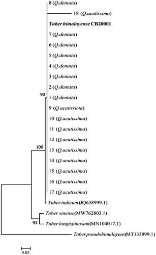 Figure 2. Neighbor-joining phylogenetic tree of Tuber himalayense CB20001 ascoma based on concatenated alignment of internal transcribed spacer (ITS) DNA sequences. Tuber pseudohimalayense was considered as an outgroup. The T. himalayense CB20001 sequence was isolated from the fruiting body. A total of 1–8 DNA sequences were derived from the ectomycorrhiza of Quercus acutissima and 9–18 DNA sequences were derived from the ectomycorrhizae of Q. dentata. Numbers in the figure represent bootstrap values (1000 replicates).
