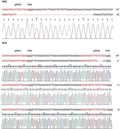 Figure 5. The mutated type of potato plants with reduced SGAs. The nucleotide sequences of #360 and #378, compared to wild-type (WT). The number of deleted and inserted nucleotide sequences is on the right.