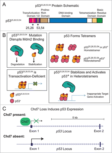 Figure 1. p53 is induced in p5325,26,53,54/+ embryos and Chd7-null cells. (A) Schematic of the p5325,26,53,54 protein with L25Q, W26S, F53Q, and F54S mutations and structural domains indicated. (B) Model for how p5325,26,53,54 may stabilize and activate wild-type p53 (denoted by p53+). Top Left: p5325,26,53,54 mutations disrupt the p53-interaction with Mdm2, resulting in stabilized p53 protein. Top Right: p53 can form tetramers comprised of any combination of mutant and/or wild-type p53 proteins, which can result in homotetramers or heterotetramers. Bottom Left: p5325,26,53,54 can bind to DNA but is transactivation-deficient. Bottom Right: p5325,26,53,54 can interact with wild-type p53 in heterotetramers, disrupt the p53-interaction with Mdm2, and promote wild-type p53 to transactivate target genes. Shown is an example of the type of heterotetramer that can form, although other subunit compositions are possible. C) Chd7 loss induces p53 expression. One mechanism by which Chd7 loss could induce p53 expression is through loss of Chd7 binding to the p53 promoter, resulting in derepression of p53 expression.