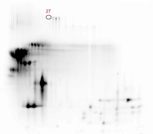 Figure 5. Differential abundant protein spot identified by LC-MS/MS in F1 vs F2 comparison. (27 = serum albumin). LC-MS/MS: liquid chromatography/mass spectrometry. For a full definition of milk samples, see “Protein pools preparation and labelling”.