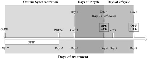 Figure 1. Schedule used prior to OPU in order to carry out oocyte retrieval with and without eCG.PGF2(α): Prostaglandin F2-α; GnRH: gonadotropin-releasing hormone; OPU: Ovum Pick-Up; eCG: Equine chorionic gonadotropin.