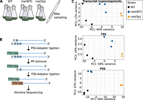 Figure 3. Overview of the RNA-seq experiment. (A) Experimental setup. RNA was sampled from triplicates of wild-type Synechocystis (WT), rne(WT) and duplicates of rne(5p). (B) RNA was extracted and used for cDNA library preparation distinguishing between processing sites (PSS), transcriptional start sites (TSS) and other (unspecified) transcript positions. PSS- and TSS-tags, which are sequencing adaptors containing PSS- and TSS-specific nucleotide combinations, were ligated to the respective RNA 5’ ends before or after terminator exonuclease treatment and 5’ pyrophosphate removal. (C) Principal component analyses comparing replicates of the different strains using normalised count matrices for PSS, TSS and other transcript reads separately. The latter was analysed at the transcript type/segment level. Transcript types and segments include coding sequences (CDS), known sRNAs and asRNAs [Citation49,Citation64,Citation65] as well as 5’ untranslated regions (UTRs) and 3’ UTRs based on the total of 4,091 transcriptional units (TUs) defined by Kopf et al. [Citation50].