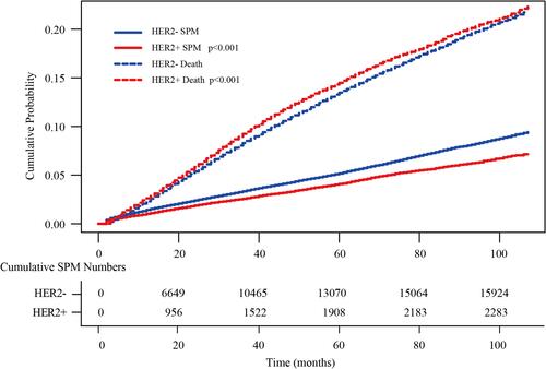 Figure 3 Cumulative incidence curves for second primary malignancies (SPM) and deaths in HER2+ and HER2- breast cancer patients.