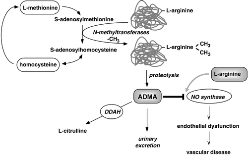 Figure 1. Schematic overview of biochemical pathways related to ADMA. Methylation of arginine residues within proteins or polypeptides occurs through N‐methyltransferases, which utilize S‐adenosylmethionine as a methyl group donor. After proteolytic breakdown of proteins, free ADMA is present in cytoplasm. It can also be detected circulating in human blood plasma. ADMA acts as an inhibitor of NO synthase by competing with the substrate of this enzyme, L‐arginine, and causes endothelial dysfunction and – subsequently – atherosclerosis. ADMA is eliminated from the body via urinary excretion and, alternatively, via metabolism by the enzyme dimethylarginine dimethylaminohydrolase (DDAH) to citrulline and dimethylamine. Reproduced from Citation17.