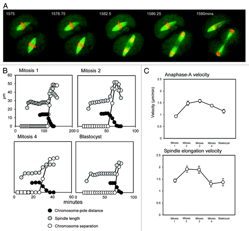 Figure 4. Chromosome segregation is a result of simultaneous anaphase-A and anaphase-B throughout development. (A) Example images of anaphase in the second mitosis. Note that chromosomes are segregated as a combined result of chromosomes moving toward the spindle poles, and spindle elongation, which occur simultaneously. (B) Graphical representations of anaphase, highlighting the timings of anaphase-A poleward chromosome motion and anaphase-B spindle elongation. Note that at all developmental stages, there is a significant spindle elongation (gray) and a movement of chromosomes toward the poles (black), and that these occur simultaneously. White boxes indicate condensed chromatin that has not yet arranged into a coherent metaphase plate, circles indicate a metaphase plate. (C) Analysis of the velocities of poleward chromosome motion (anaphase-A) and anaphase spindle elongation (anaphase-B). Note that both anaphase components are substantially slower in the first mitosis compared with the second mitosis; 10 to 19 mitoses were analyzed at each developmental stage. Error bars are SEM.