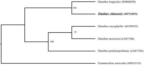 Figure 1. Phylogenetic relationships of Dianthus species using whole chloroplast genome. GenBank accession numbers: Dianthus caryophyllus (KU904222), Diathus chinensis (MT712072), Dianthus gratianopolitanus (LN877395), Dianthus longicalyx (KM668208), Dianthus moravicus (LN877396), Psammosilene tunicoides (MH521155).