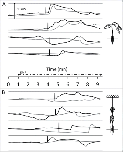 Figure 3. Sunflower exposition to high-intensity microwave-frequency EMF. Height sunflower plants were exposed to a 2.5 GHz ‑ 1.5 kV/m EMF (dashed timeline). The graphs show the monitoring of EPV with 2 tungsten electrodes (up: black-line; down: gray-line) inserted as described in Figure 1B. Data are baseline-adjusted and expressed in millivolt (the plants resting electrical potentials were 200 to 350 mV). Black bars symbolize the time point of stem or petiole bending. Free apex (A): Four sunflower plants were exposed to EMF as described in Figure 1. Tied apex (B): To avoid stem bending, the sunflower plants apexes were tied with a non conductive plastic string, before exposure to EMF.