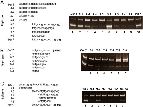 Figure 2. Results of splicing experiments using each arm deletion constructs. We performed splicing experiments using deletion constructs from the right arm (A and B) and the left arm (C) of antisense AluSx in ACAT1 minigene constructs from 226 bp upstream of exon 10.