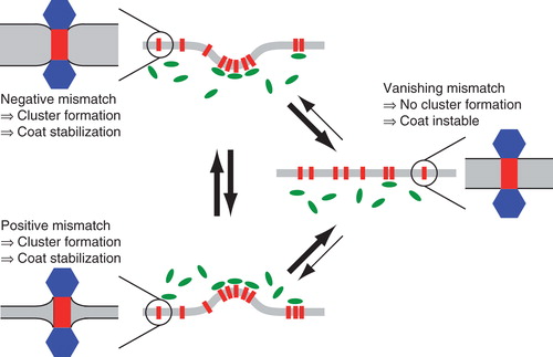Figure 4. Model for sorting and trafficking facilitated by hydrophobic mismatching. If a membrane protein experiences a negative mismatch (lower left), e.g., in the ER, it will oligomerize and down-modulate the respective coat machinery, e.g., COPII. The emerging vesicle will transport the protein to a new compartment (middle right), e.g., the cis cisterna of the Golgi apparatus. Here, a slightly thicker membrane may extinguish cluster formation due to a lack of hydrophobic mismatching. As a consequence, proteins rarely leave this compartment (indicated by thinner arrows). If the protein experiences a positive mismatch (e.g., during a cisternal maturation process in the Golgi apparatus or after having left the best-matching bilayer by mistake), the protein will again start to form cluster that again will stabilize coat molecules at this locus (e.g., COPI at this time) which facilitates a retrieval to the better matching bilayer. This Figure is reproduced in colour in the online version of Molecular Membrane Biology.