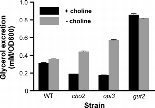 Figure 2.  The effect of the PC content of yeast cells on the glycerol production. The cho2, opi3 and gut2 deletion strains and their parental wild type were grown on yeast nitrogen base, supplemented with 0.5% glucose (w/v) and 120 mg/l of each histidine, leucine, lysine and uracil in the presence (black bars) or absence (grey bars) of 1 mM choline, as described in detail in Materials and methods. The glycerol concentrations in the medium were measured after 48 h and have been normalized to the OD600 values of the cultures. The error bars represent the variation in two experiments.