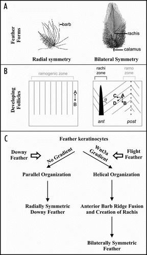 Figure 5 Involvement of Wnt signaling in the cycling of skin appendage organs. Comparison of feathers with radial vs bilateral symmetry. (A) Drawings of feathers are modified from Lucas and Stettenheim, 1972. (B) Schematic of developing follicles shows that in radial feathers, the barbs do not converge on a rachis; whereas in bilaterally symmetric feathers the barbs join the rachis with the angle, θ. The slant of the barb organization is due to the contribution of vertical (growth, vector AB) and horizontal (response to Wnt-3a gradient, vector AC) displacement. This results in feather branches organized along the vector AD. (C) A model summarizes this result. The remaining panels are modified (from 62).