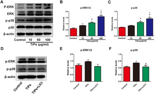 Figure 6 LiCl attenuates Ti particle-induced the activation of ERK and p38 phosphorylation in RAW cells.Notes: (A) Western blots performed after macrophages were treated with various concentrations (0, 10, 50, 100μg/mL) of Ti particles for the indicated times. (B) and (C) The density of Western blot bands shown in (A) was quantified using ImageJ software. (D) Western blots performed after macrophages were treated with PBS (control), Ti particles or Ti particles+LiCl. (E) and (F) The density of Western blot bands shown in (D) was quantified using ImageJ software. (*# and + represent P<0.05 when compared with Control, Ti, and Ti+LiCl1 respectively).Abbreviations: LiCl, lithium chloride; Ti, titanium; ERK, extracellular signal-regulated kinase.