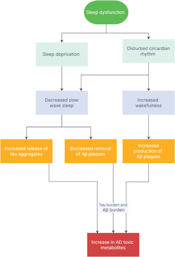Figure 1. Link between aggregation of toxic metabolites of AD with sleep dysfunction.