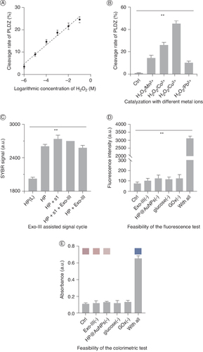 Figure 2. Feasibility analysis of the method. (A) Cleavage rate of PLDz with different concentrations of H2O2. (B) Cleavage rate of PLDz with different metal ions. (C) SYBR Green I signals of the HP during the Exo-III assisted signal cycle. (D) Fluorescence intensity of the method when essential experimental components existed or not. (E) Absorbance intensity of the method when essential experimental components existed or not. **p < 0.05.