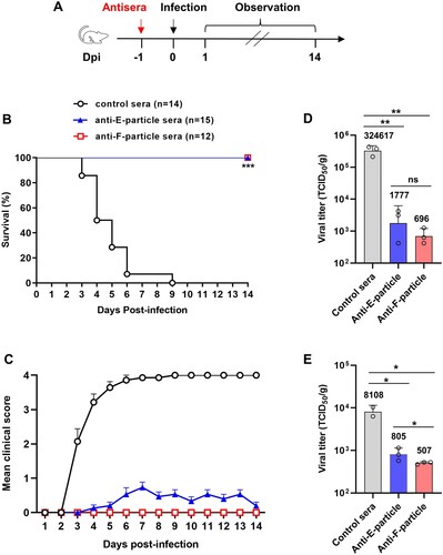 Figure 4. Passive transfer of anti-E-particle or anti-F-particle sera effectively protected mice from lethal CVB4 challenge. (A) Schedule of antisera transfer and virus challenge. groups of naive ICR mice (1-day-old) were injected i.p. with 30μl of the pooled anti-E-particle, anti-F-particle, or the control sera, respectively. One day later, the mice were inoculated i.p. with live CVB4 (3.15 × 106 TCID50). Then, the mice were monitored daily for survival and clinical signs for a period of 14 days. (B) Survival rates of the mouse groups. The numbers of mice in each group were shown in brackets. Survival curves were compared using Logrank test and statistical significance was indicated as follows: ns, no significant; *, p < 0.05; **, p < 0.01; ***, p < 0.001. (C) Clinical scores of the mouse groups. Clinical scores were graded as follows: 0, healthy; 1, lethargy and reduced mobility; 2, limb weakness; 3, limb paralysis; 4, death. (D-E) Virus loads in the limb muscle (D) and brain (E) of the challenged mice at 4 days post-infection. Three mice from each treatment groups were randomly selected and their limb muscle and brain were collected and examined for CVB4 virus loads by the TCID50 assay. Each symbol represents an individual mouse. Geometric mean virus titres for each group were shown. Statistical analysis was performed using the t-test. *, p < 0.05; **, p < 0.01; ***, p < 0.001.