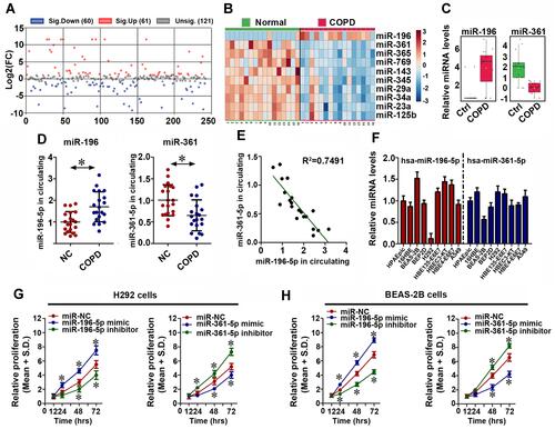 Figure 2 Effect of miR-196-5p and miR-361-5p expression on BECs proliferation. 121 significantly changed miRNAs (A), and top 10 miRNAs (B and C) were screened out from GSE70080. The expression levels of miR-196-5p and miR-361-5p were detected from 20 COPD and 20 healthy volunteers (D and E), and five human BEC lines (F). Cell proliferations were performed in H292 (G) BEAS-2B (H) cells after miRNA mimics or inhibitors stimulation. Shown are representative and expressed as the Means ± S.D. The bars with different superscripts in each panel were significantly different. Experiments were performed in triplicate for each group, *p< 0.05.