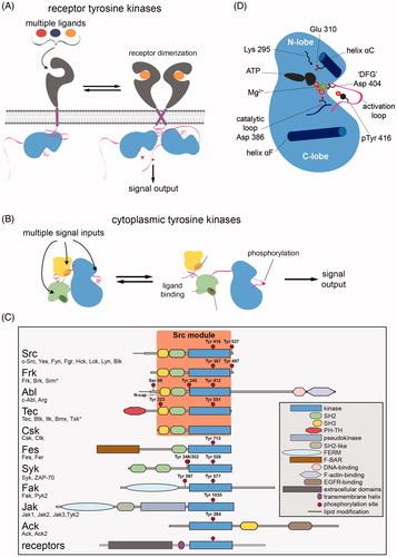 Figure 1. Architectures of eukaryotic protein tyrosine kinases. A. Activation of receptor tyrosine kinases through ligand-induced dimerization. B. Activation of cytoplasmic tyrosine kinases through phosphorylation or the engagement of modular ligand-binding domains. C. Domain architectures of the major families of metazoan cytoplasmic tyrosine kinases. Members of each family, found in humans, are listed. An asterisk for Srm and Txk denotes that these proteins differ slightly from other family members in their regulatory phosphosites or domain architecture. Numbering in panel C and throughout the text corresponds to the following sequences for representative members of each family: chicken c-Src and the human proteins Frk, c-Abl isoform 1b, Btk, Csk, Fes, Syk, Fak1, Jak1, and Ack. D. Schematic diagram of the key structural features of tyrosine kinase domains. Sidechains are numbered according to their position in chicken c-Src (see colour version of this figure at www.tandfonline.com/ibmg).