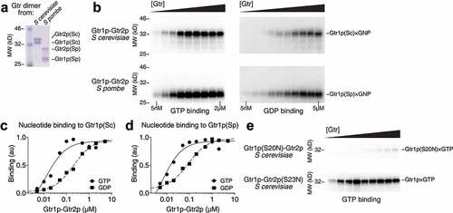 Figure 1. Wild-type Gtr2p is incapable of crosslinking to nucleotides. (a) A Coomassie stained gel showing the purified Gtr heterodimers from S. cerevisiae and S. pombe. (b) Crosslinking assays probing the binding of GTP (left panels) or GDP (right panels) to wild-type Gtr heterodimers from S. cerevisiae and S. pombe. Gtr1p is capable of being resolved in all cases, but not Gtr2p. (c) Quantification of GTP (circle) and GDP (square) binding to S. cerevisiae Gtr1p, fit to a single-site binding equation. (d) Quantification of GTP (circle) and GDP (square) binding to S. pombe Gtr1p, fit to a single-site binding equation. (e) Crosslinking assays probing the binding of GTP to GTP-binding deficient Gtr mutants, Gtr1p(S20N)-Gtr2p and Gtr1p-Gtr2p(S23N). When Gtr1p is the only subunit capable of binding GTP, we can resolve the crosslinked bands. When Gtr2p is the only subunit capable of binding GTP, no obvious crosslinked bands are observed.