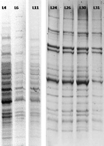 Figure 5. Separation of differential display products (7% polyacrylamide gel).