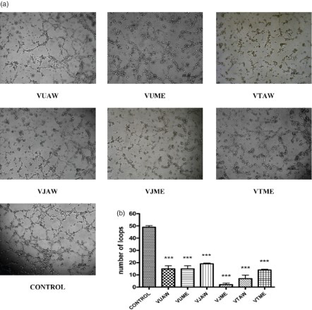 Figure 4. Influence of Veronica extracts on tube formation. The cells were seeded on Matrigel and treated with the investigated extracts (25 µg/ml). After 12 h of incubation, (a) photographs were taken, and (b) the number of formed loops was counted and compared. VU = Veronica urticifolia; VJ = Veronica jacquinii; VT = Veronica teucrium; AW = acetone–water; ME = methanol.