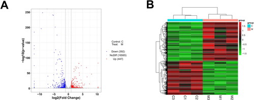 Figure 2. The exhibition of DEGs of transcriptome sequencing. (A) Volcano plot. (Red dots indicate up-regulated genes, blue dots indicate down-regulated genes and grey dots indicate non-significantly DEGs. (B): Cluster map. (Horizontal indicates genes. One column indicates each sample. Red indicates highly expressed genes and green indicates low expressed genes.)