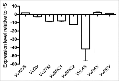 Figure 5 Expression levels of Vitis apical (VvWUS, VvCLV and VvSTM) and axillary (VvBRC1, VvBRC2, VvLAS, VvRAX and VvREV) meristem genes as quantified by real time PCR in Vitis shoots after 2 weeks of −S growth conditions.