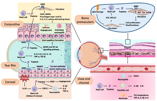 Figure 1 The distribution of tryptase in ocular tissues and their local role following injury and their mechanisms.