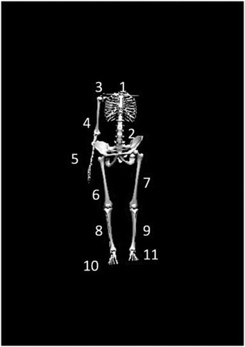 Figure 1. Electromagnetic sensors were placed at the following locations: (1) posterior aspect of the trunk at the first thoracic vertebrae (T1) spinous process; (2) posterior aspect of the pelvis at the first sacral vertebrae (S1); (3) flat, broad portion of the acromion on the throwing scapula; (4) lateral aspect of the throwing upper arm at the deltoid tuberosity; (5) posterior aspect of the distal throwing forearm, centered between the radial and ulnar styloid processes; (6 and 7) lateral aspect of the bilateral thigh, centered between the greater trochanter and the lateral condyle of the knee; (8 and 9) lateral aspect of the bilateral shank, centered between the head of the fibula and lateral malleolus; (10 and 11) and the bilateral dorsal aspect of the feet