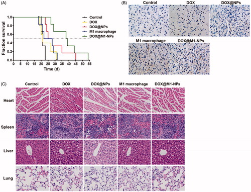 Figure 6. In vivo anti-cancer effect after five different formulations on orthotopic U87 glioma-bearing mouse. (A) Kaplan–Meier analysis of survival (n = 6). (B) The expression of caspase-3 protein in brain tumor. Nucleus was labeled DAPI (blue); caspase-3 was stained by anti-caspase-3 antibody (brown). (C) H&E sections of main organs from U87 glioma-bearing mice.