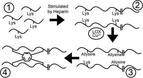 Figure 1 Tropoelastin monomers (1) aggregate into polymers (2). Lysine is transformed by copper-dependent lysyl oxidase (LOX-CuCitation2+) into highly reactive allysine (3). Three allysines and one untransformed lysine on adjacent fibers spontaneously condense into one (iso)desmosine amino acid (depicted as a hexagon; 4).