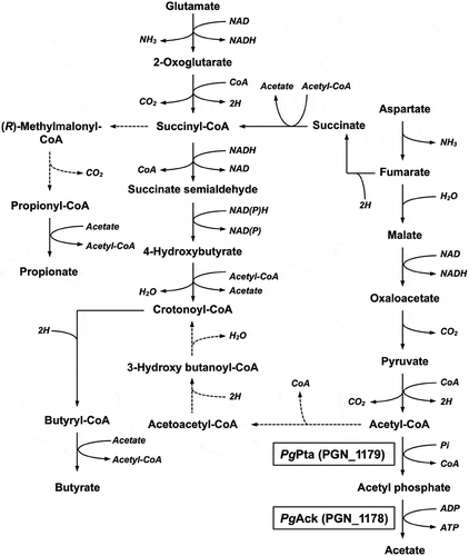 Figure 1. Proposed metabolic pathways for use of glutamate and aspartate in P. gingivalis based on previously described pathways [Citation8,Citation9,Citation67,6Citation8]. Broken lines indicate expected pathways that were not supported by the experimental evidence.