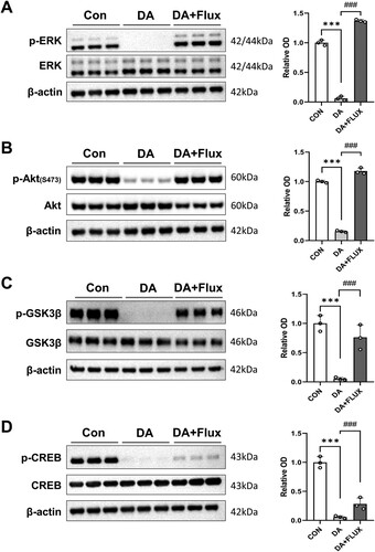 Figure 5. Effects of DA and/or DA antagonists on the phosphorylation of neuroplasticity-related proteins in primary cultured rat hippocampal neurons. (A–D, left panels) Immunoblot images of p-ERK/ERK (A), p-Akt/Akt (B), p-GSK3β/GSK3β (C), and p-CREB/CREB (D) expression in the hippocampus. (A–D, right panels) Bar graphs displaying semi-quantitative data analyses (relative OD, n = 3 samples/group). CON, control group; DA, DA-treated groups, Flux, Flux-treated groups. ***P < 0.001 (CON vs. DA), ###P < 0.001 (DA vs. DA + Flux).